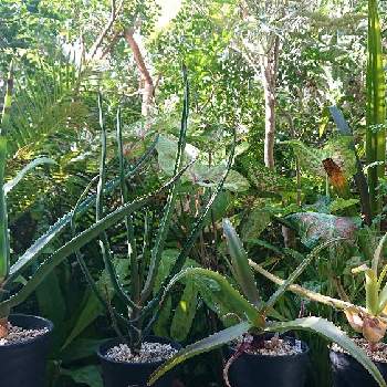 bota's Aloeの画像 by botanicallifeさん | バルコニー/ベランダとアロエ バーベラエとアロエ バオンベとアロエ スピカータとアロエ バオンベとアロエ属とアロイデンドロン属とbota's Aloeとツリーアロエ