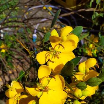 カッシアの投稿画像一覧 Greensnap グリーンスナップ