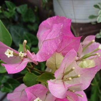 ブーゲンビリアのお花の投稿画像一覧 Greensnap グリーンスナップ