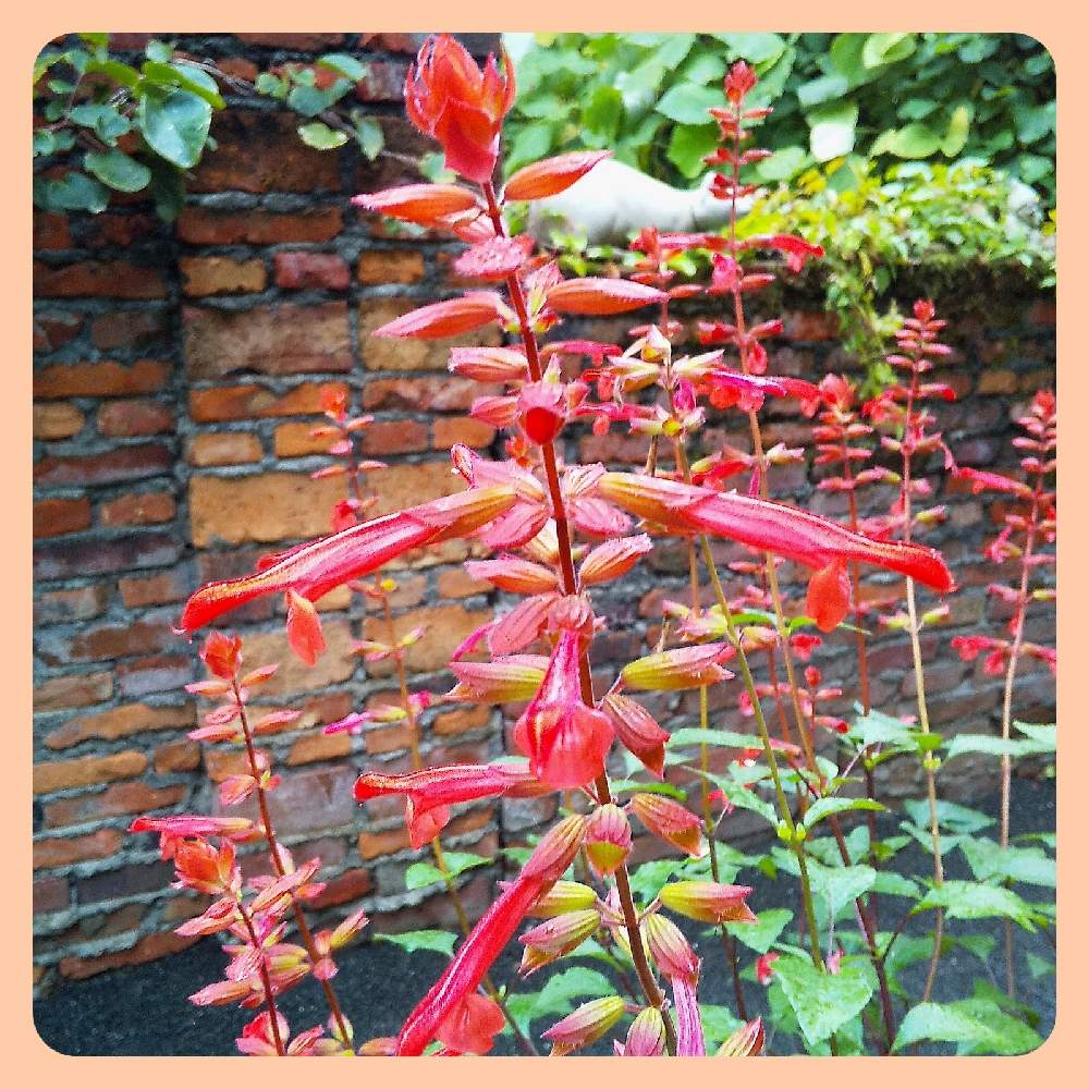 サルビアエレガンス パイナップルセージ の投稿画像 By 池ちゃんさん 花散歩と北海道旭川上野ファームと花散歩と北海道旭川上野ファーム 21月10月7日 Greensnap グリーンスナップ Greensnap グリーンスナップ サルビアエレガンス パイナップルセージ の投稿画像 By 池ちゃんさん 花散歩と北海道旭川上野ファームと花散歩と北海道旭川上野ファーム 21月10月7日 Greensnap グリーンスナップ Greensnap グリーンスナップ