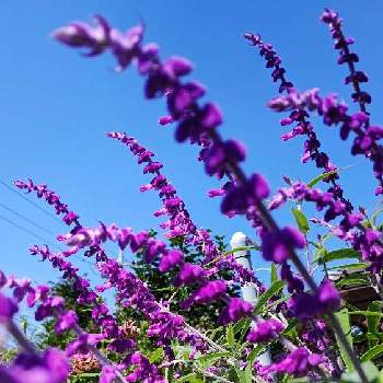 サルビア・レウカンサの画像 by CHIEさん | サルビア・レウカンサとアメジストセージとビロード状の光沢と秋色にとおうち園芸と綺麗な花と綺麗な色♡と紫の花と今朝のにわ