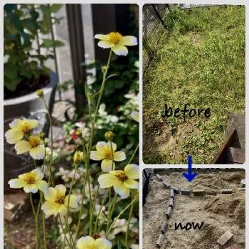 雑草との闘いの投稿画像一覧 Greensnap グリーンスナップ