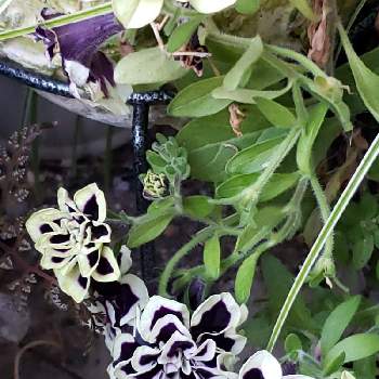 ペチュニア黒真珠の画像 by そら次郎さん | 小さな庭と医療従事者の方々に感謝しますとコロナウイルスの終息を願う！とねこがすきと皆さんに感謝と☁️が好きと花のある暮らしとペチュニア黒真珠