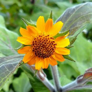 ヤーコンの花の投稿画像一覧 Greensnap グリーンスナップ