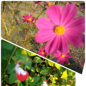 コスモス☆の画像 by スイートバジルさん | お出かけ先と散歩と花のある暮らしと花いろいろとコスモス☆