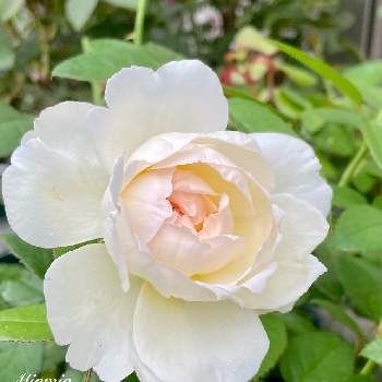 白薔薇 の投稿画像一覧 Greensnap グリーンスナップ