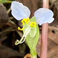 ツユクサ,ウスイロツユクサ,山野草,ツユクサ科,里山の画像