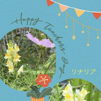 姫金魚草（リナリア）の画像 by ひみつのアッコちゃんさん | 姫金魚草（リナリア）と我が家の花畑と可愛い花と花のある生活と美しい花と元気な花と加工アプリ使用と大好きな花と花を見る喜びと私のお気に入りと地植えの花