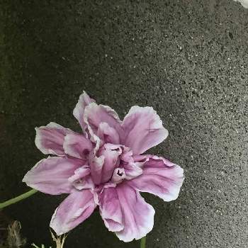 八重の花の投稿画像一覧 Greensnap グリーンスナップ