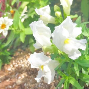 金魚草,初心者,白い花,害虫駆除,植物女子の画像