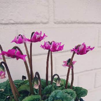 ガーデンシクラメン・オリガミの画像 by ❀すず❀さん | 小さな庭とガーデンシクラメン・オリガミと10月とピンクの花とガーデニング大好きと緑のある暮らしとお家時間