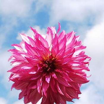 ピンクパープルの花の画像 by ルンコさん | お出かけ先とシリウスとダリアと大きな花と空とと雲仲間と美しい♡と黒川ダリヤ園とピンクパープルの花