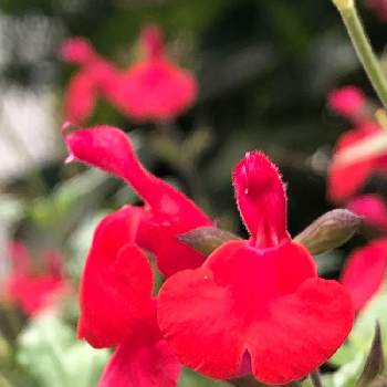 サルビアミクロフィラ の投稿画像一覧 Greensnap グリーンスナップ