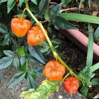 ほおずき 鬼灯 の育て方 種まきや植え付けの時期 増やし方は Greensnap グリーンスナップ ほおずき 鬼灯 の育て方 種まきや植え付けの時期 増やし方は Greensnap グリーンスナップ