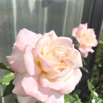 バラ　G.D.ルイーズの画像 by kazuさん | 小さな庭とバラ　G.D.ルイーズと薔薇と鉢植えとコルデス