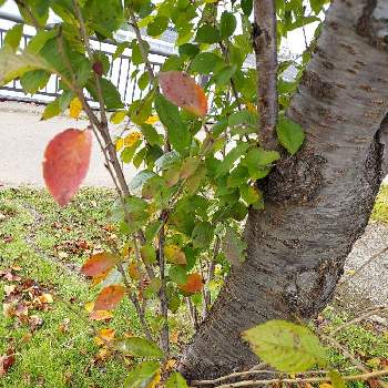紅葉の葉の画像 by パープルさん | お出かけ先と桜の木と秋景色と2020年5月同期とレイクタウンと桜の木の紅葉と紅葉の葉と小さい秋