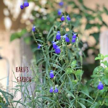 ブルーとパープルのお花♪♪の画像 by はる♪さん | コバルトセージとはる♪花壇と小花会とおうち園芸とガーデニングとリーフ好きﻌﻌ♥と花のある暮らしとブルーとパープルのお花♪♪と渋かわいい
