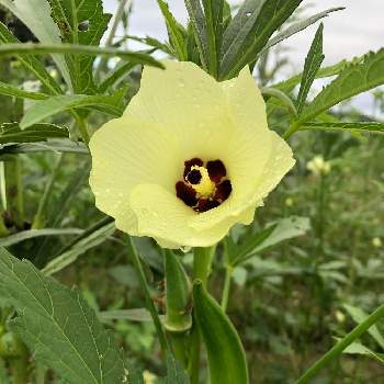 オクラ花の投稿画像一覧 Greensnap グリーンスナップ