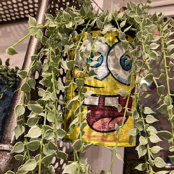 スポンジボブの投稿画像一覧 Greensnap グリーンスナップ
