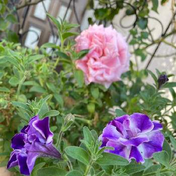 ホーム ガーデン バラの投稿画像一覧 Greensnap グリーンスナップ