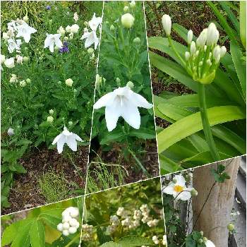 アガパンサス 白の投稿画像一覧 Greensnap グリーンスナップ