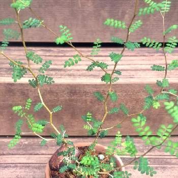 モスポットの画像 by tanikumiさん | 観葉植物と私の庭とソフォラ ミクロフィラ リトルベイビーとモスポットとはてなの木
