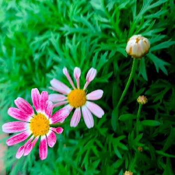 夏越し成功の画像 by Stella⭐️さん | エントランスとマーガレットとマーガレットストロベリーホイップと夏越し成功とありがとう♡とPWとピンク❤︎ピンクと植中毒とピンクのお花