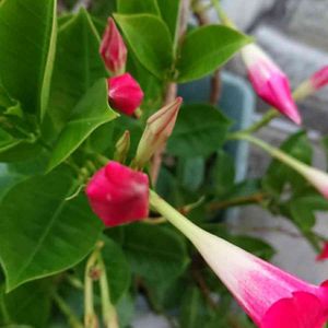 サンパラソル,金曜日の蕾たち,金曜日の蕾たちに投稿,広い庭の画像