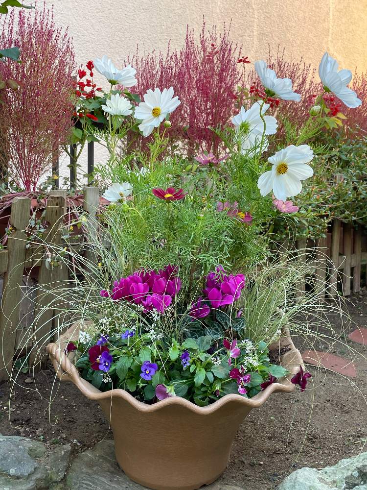 小さな庭の画像 by Mariさん | 小さな庭とガーデンシクラメンとコスモスとビオラとカルーナとユーフォルビアダイヤモンドスターと寄せ植えと庭の景色