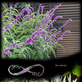 サルビアレウカンサの画像 by らりるん♪さん | 小さな庭とサルビアレウカンサとアメジストセージとルコウソウとヤブランと紫の花と季節の花とGSミニモニ。とわれら17年組