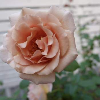 薔薇 ジュリアの画像 by ほほさん | 小さな庭とバラ ジュリアと薔薇 ジュリアと私の癒し♡と開花と我が家の古株と私の趣味と咲いてくれてありがとう❤と庭活と花のある暮らしと地植えとすくすく育ってね♡といいねありがとうございます♪