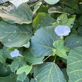 葛の葉の投稿画像一覧 Greensnap グリーンスナップ