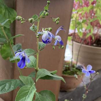 お迎えしました ♪の画像 by アリンコさん | バルコニー/ベランダとクレロデンドルム ブルーウィングと癒しとお花大好きとブルーのお花と鉢植え✨とお迎えしました ♪