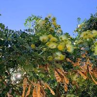 モンキーポッドの育て方 種まきや植え付けの時期は 庭木にもできる Greensnap グリーンスナップ