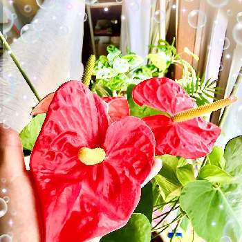 アンスリウム赤の画像 by ショコラさん | 窓辺とアンスリウムと観葉植物とわが家の観葉植物❢と観葉植物好きとアンスリウム赤と赤い花とリビングと観葉植物のある暮らしと観葉植物がスキ