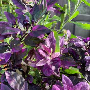 観賞用トウガラシパープルフラッシュ の投稿画像一覧 Greensnap グリーンスナップ