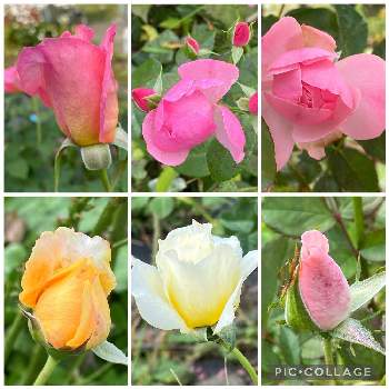 ティファニーの画像 by ♡喜依(kiyori)♡さん | サマーレディーとティファニーとバラ レオナルドダビンチと万葉とアンジェラとムーンライトハニーと薔薇に魅せられてと薔薇のある暮らし♡とおうち園芸と金曜日の蕾たち