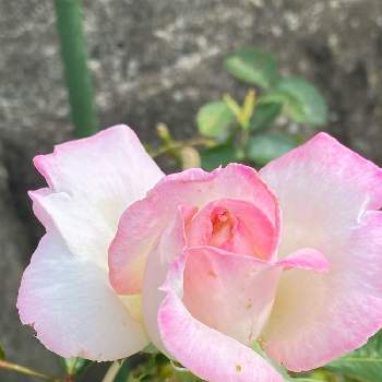 プリンセスドゥ・モナコの画像 by ♡喜依(kiyori)♡さん | プリンセスドゥ・モナコと薔薇に魅せられてと薔薇のある暮らし♡とおうち園芸