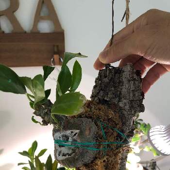 ミルメコディア ベッカリーの投稿画像一覧 Greensnap グリーンスナップ