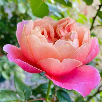 ドリュの画像 by 大倶利伽羅さん | バルコニー/ベランダと元気いっぱいと秋バラとばら バラ 薔薇と可愛いお花とフランスのバラとピンク❤︎ピンクとバラが咲いた♫とドリュと金曜ローズショーと元気に育ててますよとピンクビンテージとバラを楽しむ