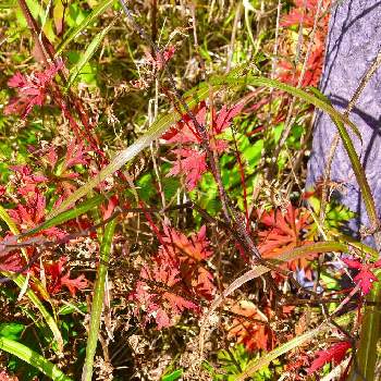 八島湿原の画像 by naoさん | ハクサンフウロの葉の紅葉と山野草と霧ヶ峰と八島湿原