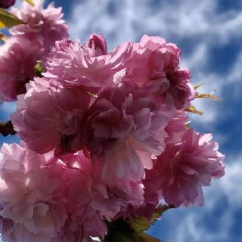 桜の花 の投稿画像一覧 Greensnap グリーンスナップ