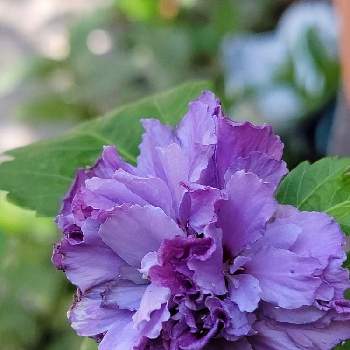 ムクゲ八重の投稿画像一覧 Greensnap グリーンスナップ