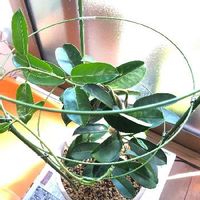 マダガスカルジャスミンの育て方 植える時期や剪定方法は Greensnap グリーンスナップ マダガスカルジャスミンの育て方 植える時期や剪定方法は Greensnap グリーンスナップ