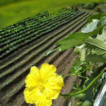 ヘチマの花の投稿画像一覧 Greensnap グリーンスナップ