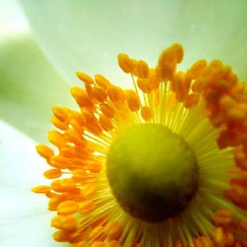 秋明菊（シュウメイギク）の画像 by ペニーロイヤルさん | 小さな庭と秋明菊（シュウメイギク）