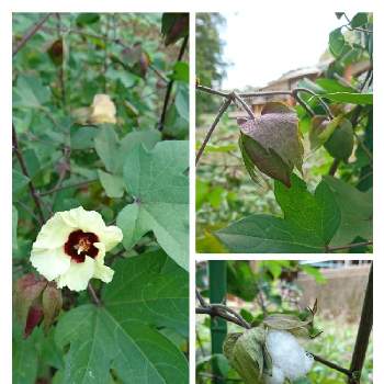 綿の木の投稿画像一覧 Greensnap グリーンスナップ