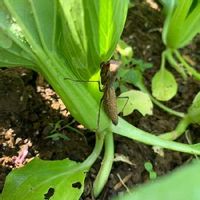 蚊やコバエ対策にも 育てやすいおすすめの食虫植物とは Greensnap グリーンスナップ 蚊やコバエ対策にも 育てやすいおすすめの食虫植物とは Greensnap グリーンスナップ