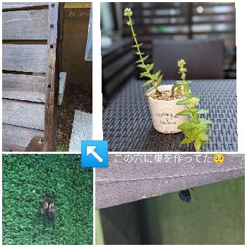 蜂の巣の投稿画像一覧｜🍀GreenSnap（グリーンスナップ）