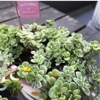 蚊やコバエ対策にも 育てやすいおすすめの食虫植物とは Greensnap グリーンスナップ 蚊やコバエ対策にも 育てやすいおすすめの食虫植物とは Greensnap グリーンスナップ